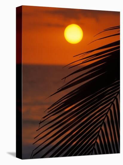 Palm at Sunset, Costa Rica-Michele Westmorland-Premier Image Canvas
