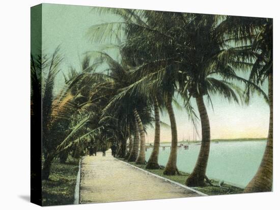 Palm Beach, Florida - Palm Walk Along Lake Worth-Lantern Press-Stretched Canvas