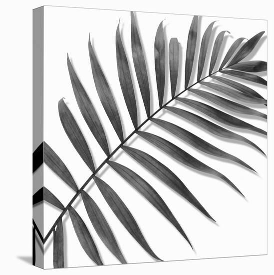 Palm Black and White II-Mia Jensen-Stretched Canvas