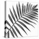 Palm Black and White II-Mia Jensen-Stretched Canvas