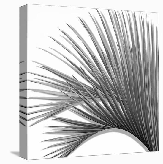 Palm Black and White IV-Mia Jensen-Stretched Canvas