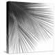 Palm Black and White VI-Mia Jensen-Stretched Canvas