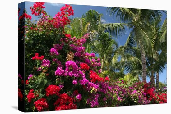 Palm Bougainvillea-Robert Goldwitz-Premier Image Canvas