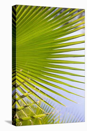 Palm Branch-Karyn Millet-Stretched Canvas