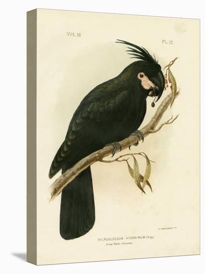 Palm Cockatoo, 1891-Gracius Broinowski-Premier Image Canvas