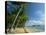 Palm Cove with Double Island Beyond, North of Cairns, Queensland, Australia, Pacific-Robert Francis-Premier Image Canvas