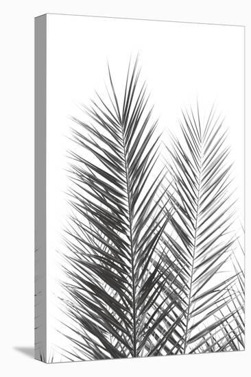 Palm Crisp Noir-Irene Suchocki-Stretched Canvas