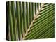 Palm, Fiji-David Wall-Premier Image Canvas