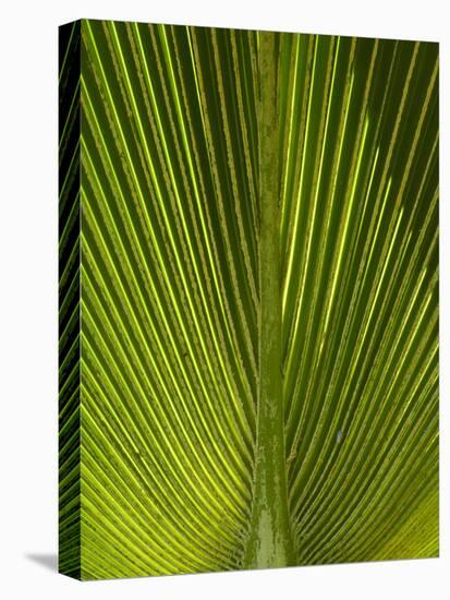 Palm Frond, Nadi, Viti Levu, Fiji, South Pacific-David Wall-Premier Image Canvas