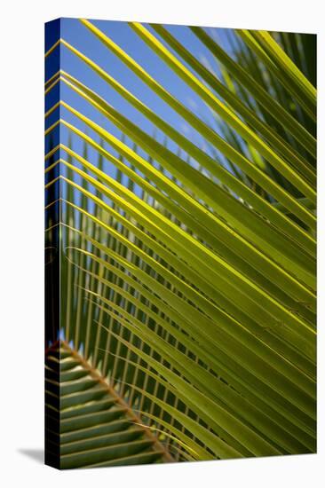Palm Frond Natural Pattern, Bavaro, Higuey, Punta Cana, Dominican Republic-Lisa S. Engelbrecht-Premier Image Canvas