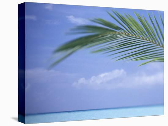 Palm Frond Over Tropical Water-Michele Westmorland-Premier Image Canvas