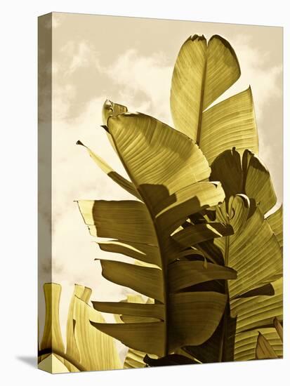 Palm Fronds IV-Rachel Perry-Stretched Canvas