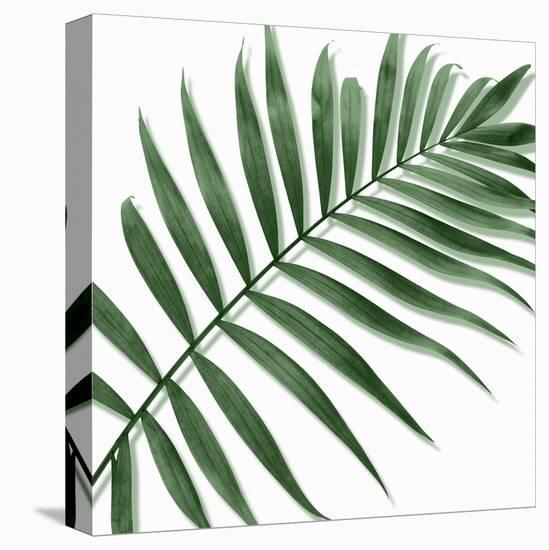 Palm Green II-Mia Jensen-Stretched Canvas