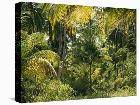 Palm Grove, Coconut Trees-Thonig-Premier Image Canvas
