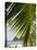 Palm Leaf, Nicoya Pennisula, Costa Rica, Central America-R H Productions-Premier Image Canvas