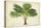 Palm of the Tropics V-Horto Van Houtteano-Stretched Canvas