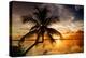 Palm Paradise at Sunset - Florida - USA-Philippe Hugonnard-Premier Image Canvas