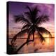 Palm Paradise at Sunset - Florida - USA-Philippe Hugonnard-Premier Image Canvas
