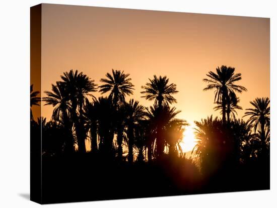 Palm Silhouettes over Sunset in the Desert. Zagora, Morocco, Africa.-LeonardoRC-Premier Image Canvas