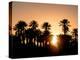 Palm Silhouettes over Sunset in the Desert. Zagora, Morocco, Africa.-LeonardoRC-Premier Image Canvas