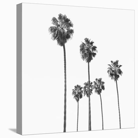 Palm Sky Black, 2024-Alex Hanson-Stretched Canvas