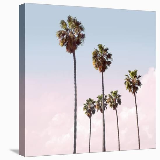 Palm Sky Blush, 2024-Alex Hanson-Stretched Canvas