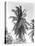 Palm Tree, 1925-Tina Modotti-Premier Image Canvas