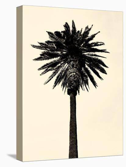 Palm Tree 1979 Tan-Erik Asla-Premier Image Canvas