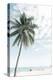 Palm Tree at the Beach 2-Photolovers-Premier Image Canvas