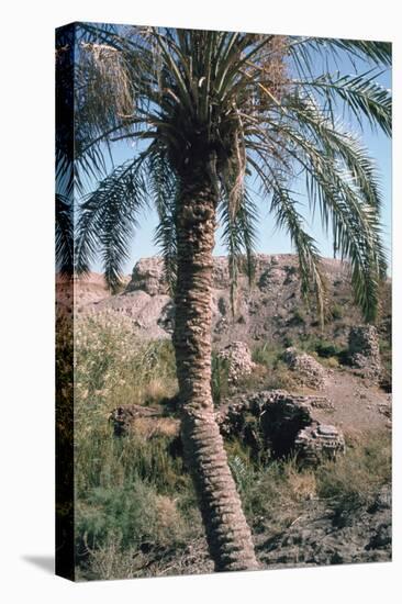 Palm Tree Below Lion of Babylon, Iraq, 1977-Vivienne Sharp-Premier Image Canvas