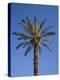 Palm Tree Growing in Karnak Temple, Luxor, Egypt-Julian Love-Premier Image Canvas