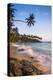 Palm Tree, Mirissa Beach, South Coast of Sri Lanka, Sri Lanka, Asia-Matthew Williams-Ellis-Premier Image Canvas