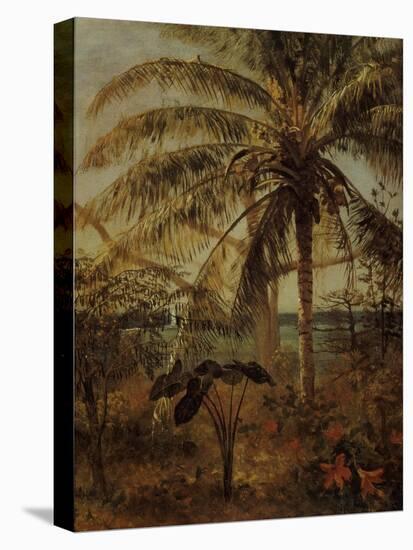 Palm Tree, Nassau, 1892-Albert Bierstadt-Premier Image Canvas