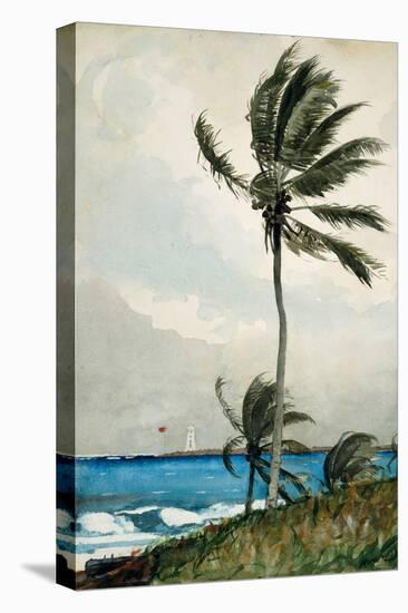 Palm Tree, Nassau, 1898-Winslow Homer-Premier Image Canvas