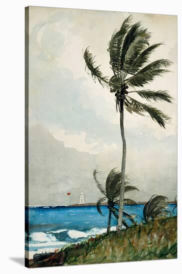 Palm Tree, Nassau, 1898-Winslow Homer-Premier Image Canvas