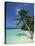 Palm Tree on a Tropical Beach on Embudu in the Maldive Islands, Indian Ocean-Fraser Hall-Premier Image Canvas