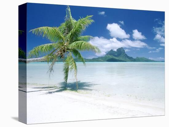 Palm Tree on a Tropical Beach-null-Premier Image Canvas