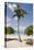 Palm Tree on Beach at Magens Bay-Macduff Everton-Premier Image Canvas