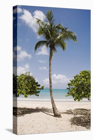 Palm Tree on Beach at Magens Bay-Macduff Everton-Premier Image Canvas