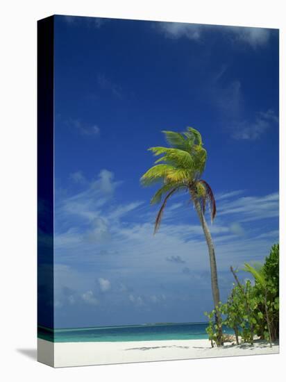 Palm Tree on Beach on the Island of Nakatchafushi in the Maldive Islands, Indian Ocean-Robert Harding-Premier Image Canvas