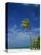 Palm Tree on Beach on the Island of Nakatchafushi in the Maldive Islands, Indian Ocean-Robert Harding-Premier Image Canvas