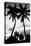 Palm Tree Silhouettes, Naples, Florida-null-Stretched Canvas