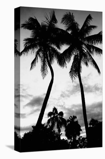 Palm Tree Silhouettes, Naples, Florida-null-Stretched Canvas