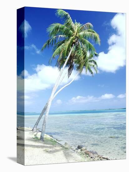 Palm Trees Along Shoreline-null-Premier Image Canvas