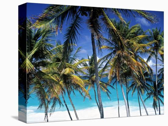 Palm Trees and Beach, Barbados, Caribeean-Peter Adams-Premier Image Canvas