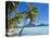 Palm Trees and Beach, Bora Bora, Tahiti, Society Islands, French Polynesia, Pacific-Mark Mawson-Premier Image Canvas