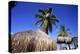 Palm Trees and Palapa Umbrellas Palm Beach Aruba-George Oze-Premier Image Canvas