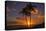 Palm Trees and Setting Sun, Kauai Hawaii-Vincent James-Premier Image Canvas