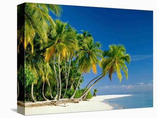 Palm Trees and Tropical Beach, Maldive Islands, Indian Ocean-Steve Vidler-Premier Image Canvas