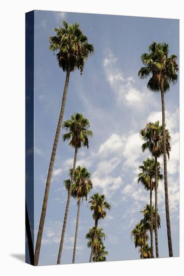 Palm Trees at Hollywood Forever Memorial Park Final Resting Place for Many a Hollywood Star in…-null-Premier Image Canvas